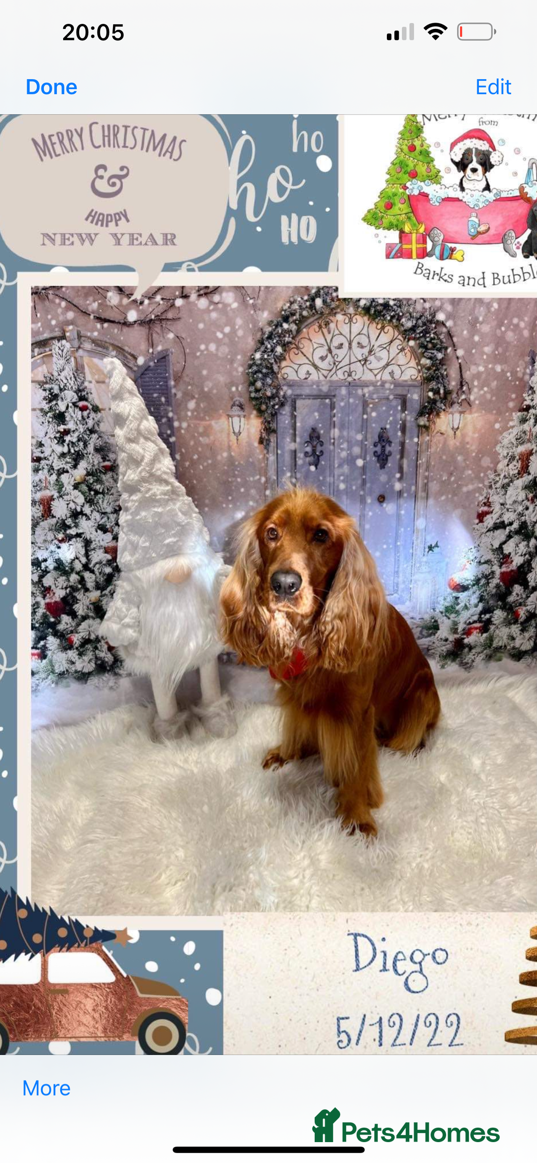 Cocker Spaniel dogs for sale: Beautiful show cocker - Advert 13