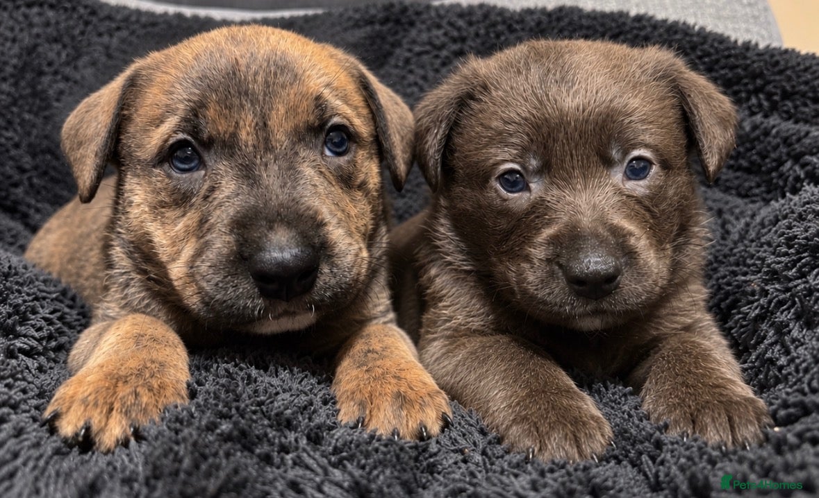 Mixed Breed dogs for sale: Blue & Brindle Mixed Breed Puppies 🫐 ONLY 2 LEFT - Advert 1