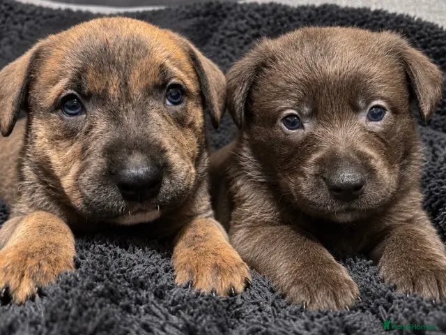 Mixed Breed dogs for sale: Blue & Brindle Mixed Breed Puppies 🫐 ONLY 2 LEFT - Advert 1