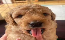 Mini Goldendoodle dogs for sale: Mini Goldendoodle puppies for sale in Abergavenny  - Image 5
