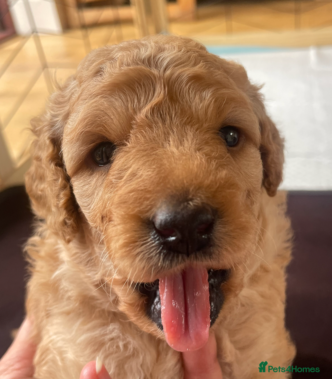 Mini Goldendoodle dogs for sale: Mini Goldendoodle puppies for sale in Abergavenny  - Image 5