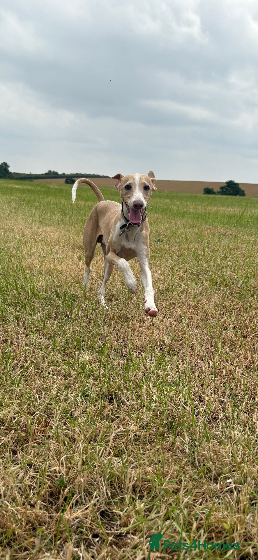 Italian Greyhound dogs Cream /fawn Italian greyhound boy - Advert 6