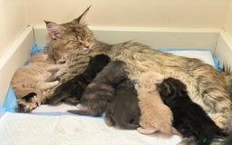 Maine Coon cats for stud: Stud Gccf duel Tica active blue smoke  in Grantham - Image 16