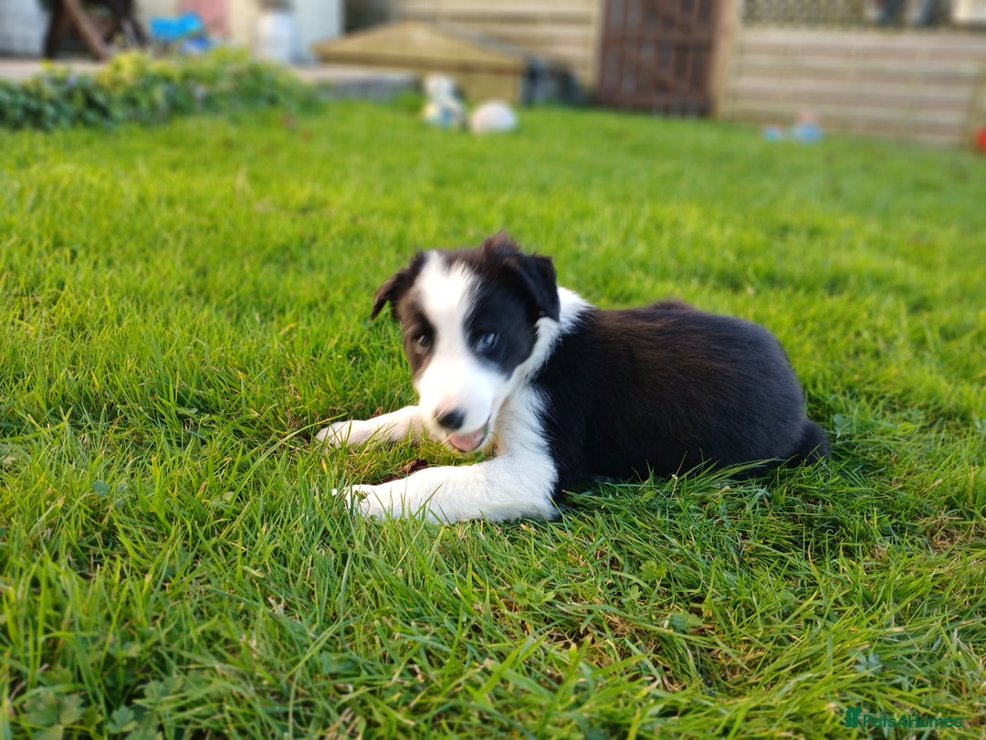 Border Collie dogs for sale: Border Collie pups for sale  - Image 8
