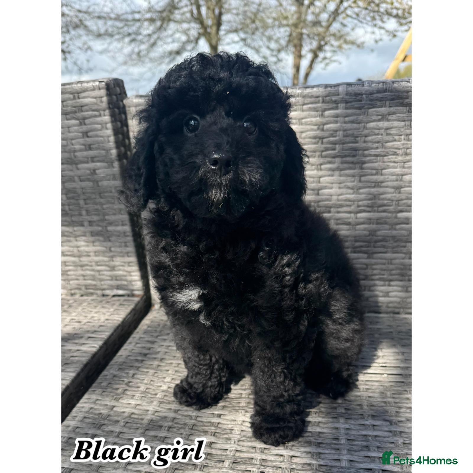 Cavapoo dogs F1b cavapoos - Advert 15