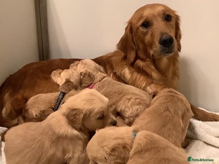 Golden Retriever dogs KC registered dark red golden retrievers - Advert 1