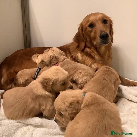 Golden Retriever dogs KC registered dark red golden retrievers - Advert 1