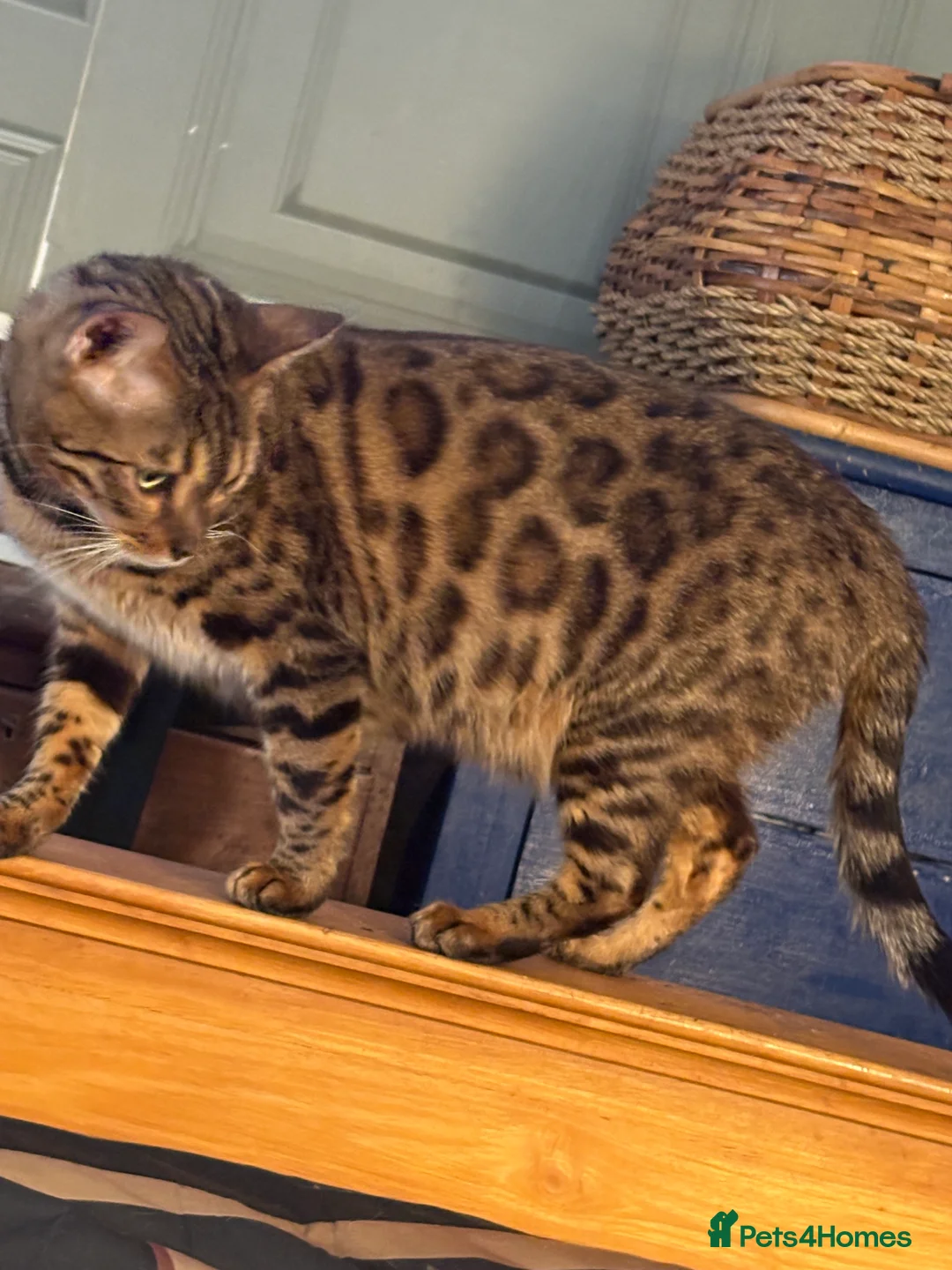 Bengal cats for sale: Pedigreed/registered Bengal kittens - Advert 16