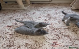 British Shorthair cats for sale: Gorgeous BSH kittens  - Image 8