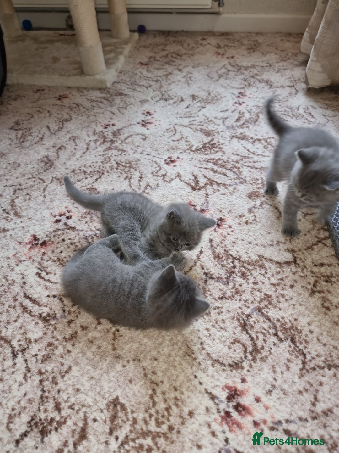 British Shorthair cats for sale: Gorgeous BSH kittens  - Image 8
