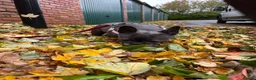 French Bulldog dogs for adoption: Dee Dee needs a loving home  - Advert 2