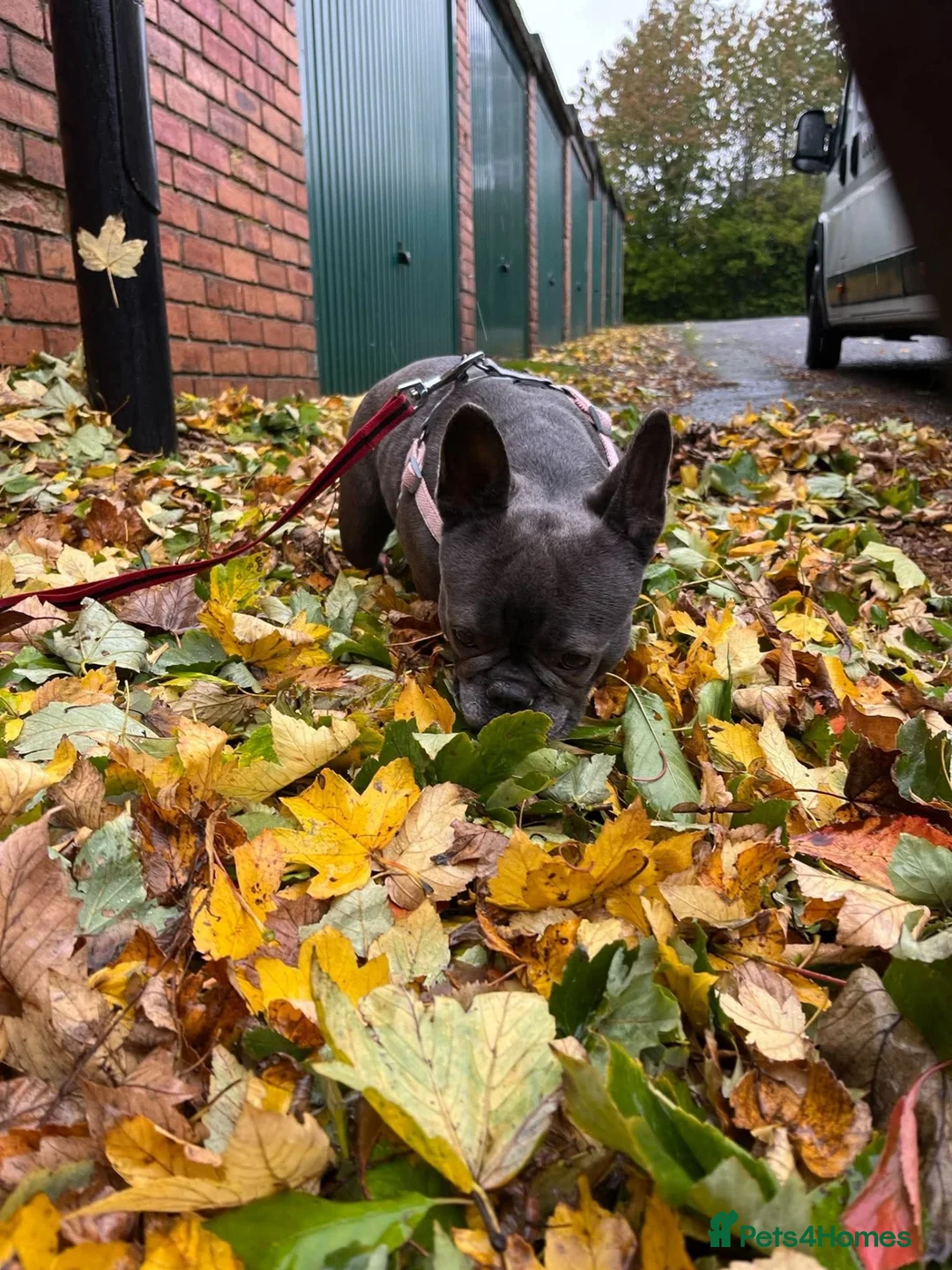 French Bulldog dogs for adoption: Dee Dee needs a loving home  - Advert 2