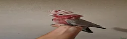 Cockatoo birds for sale: Hand reared baby Galah cockatoos DNA tested cages - Advert 5