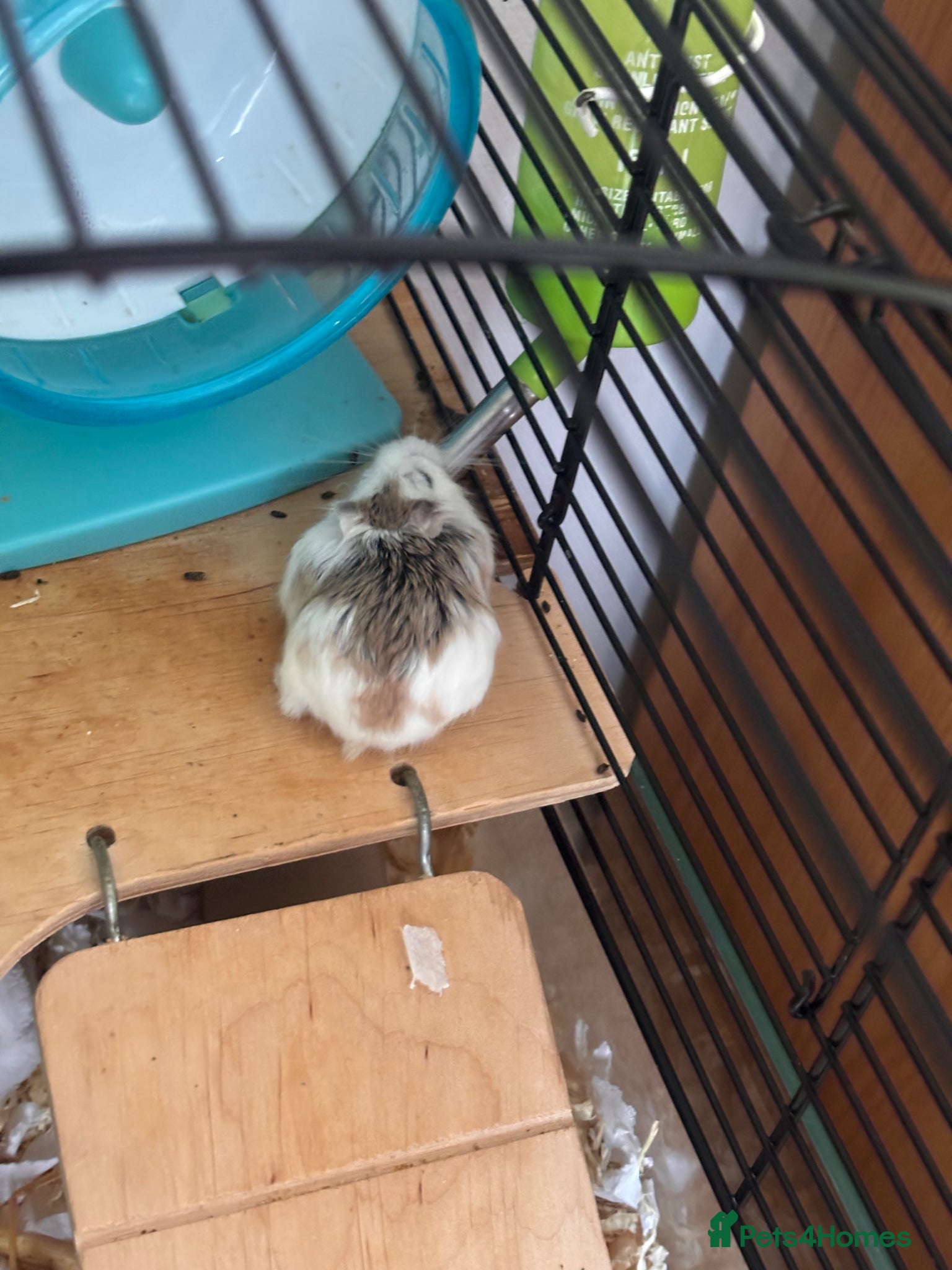 Hamster rodents Male hamster with cage and toys - Advert 17
