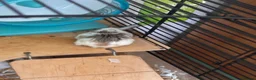 Hamster rodents for sale: 4 female and male hamsters with cage and toys - Advert 3
