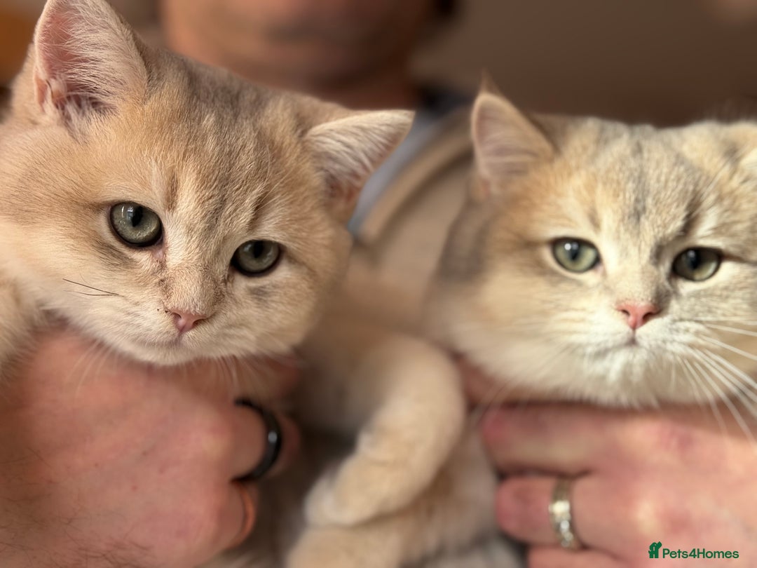 British Shorthair cats for sale: Pet or Active AY11/12 sired by x4 Champion - Advert 8