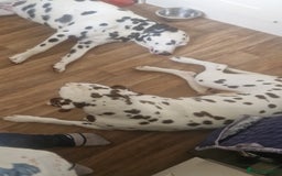 Dalmatian dogs for sale: Dalmatians aged 5 - Image 3