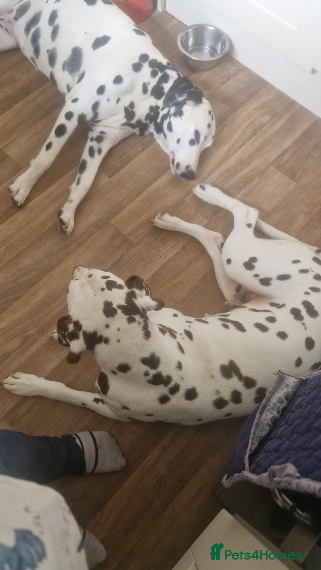 Dalmatian dogs for sale: Dalmatians aged 5 - Image 3