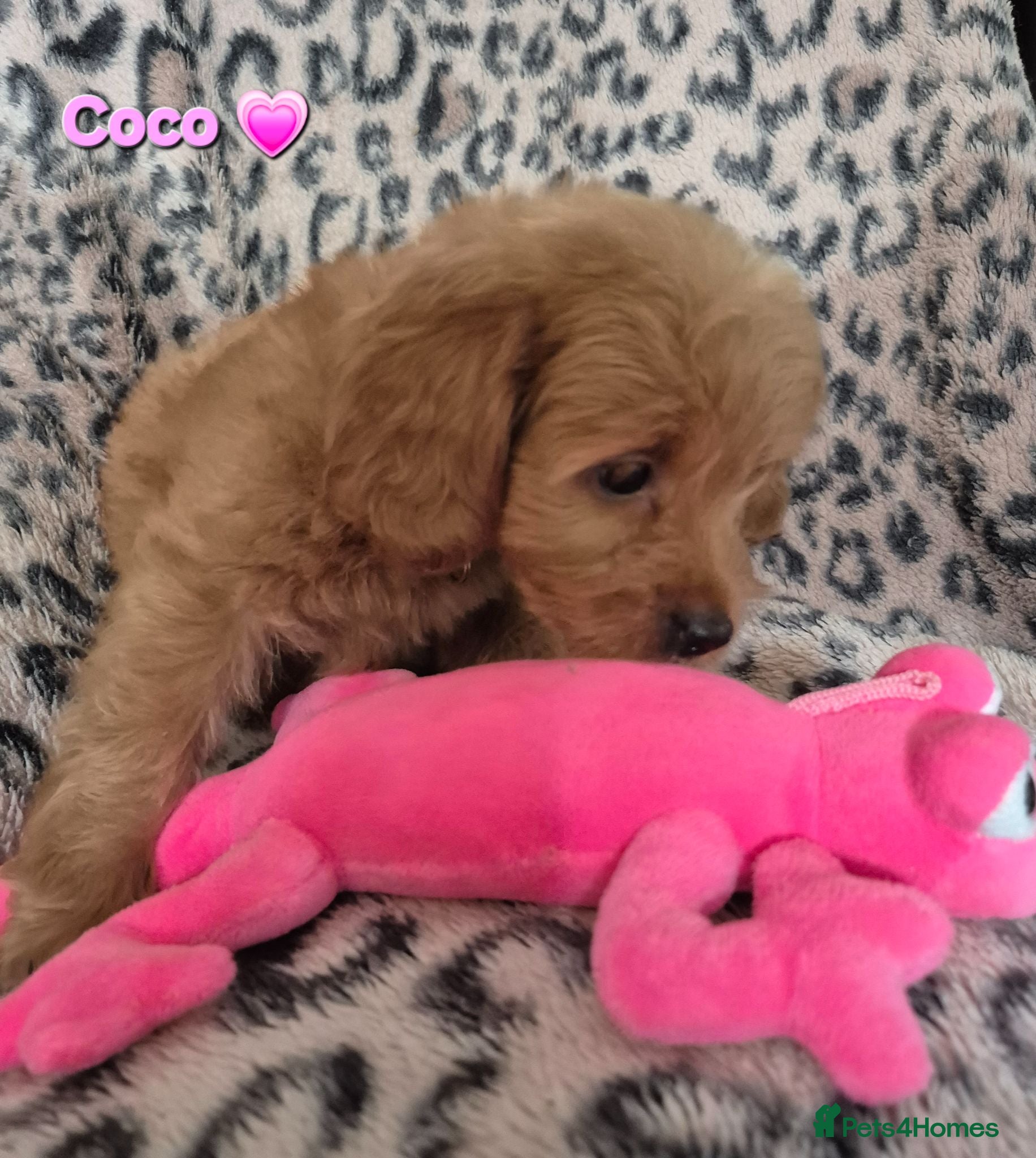 Cavapoo dogs F1B CAVAPOO PUPPIES EXTENSIVELY DNA HEALTH TESTED  - Advert 1