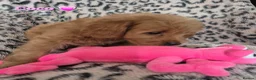 Cavapoo dogs for sale: F1B CAVAPOO PUPPIES EXTENSIVELY DNA HEALTH TESTED  - Advert 16