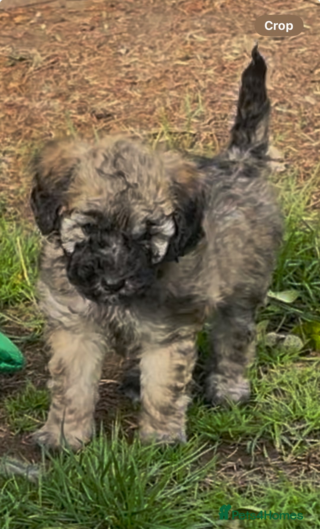 Toy Poodle dogs for stud: Kc registered, dna tested health and colour - Advert 8