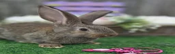 Continental Giant rabbits for sale: 4 continental giants for reserve - Advert 4