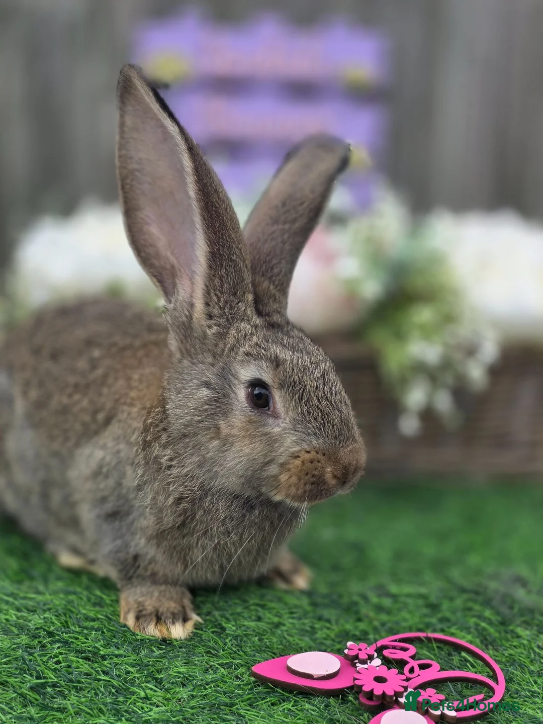 Continental Giant rabbits for sale: 4 continental giants for reserve - Advert 4
