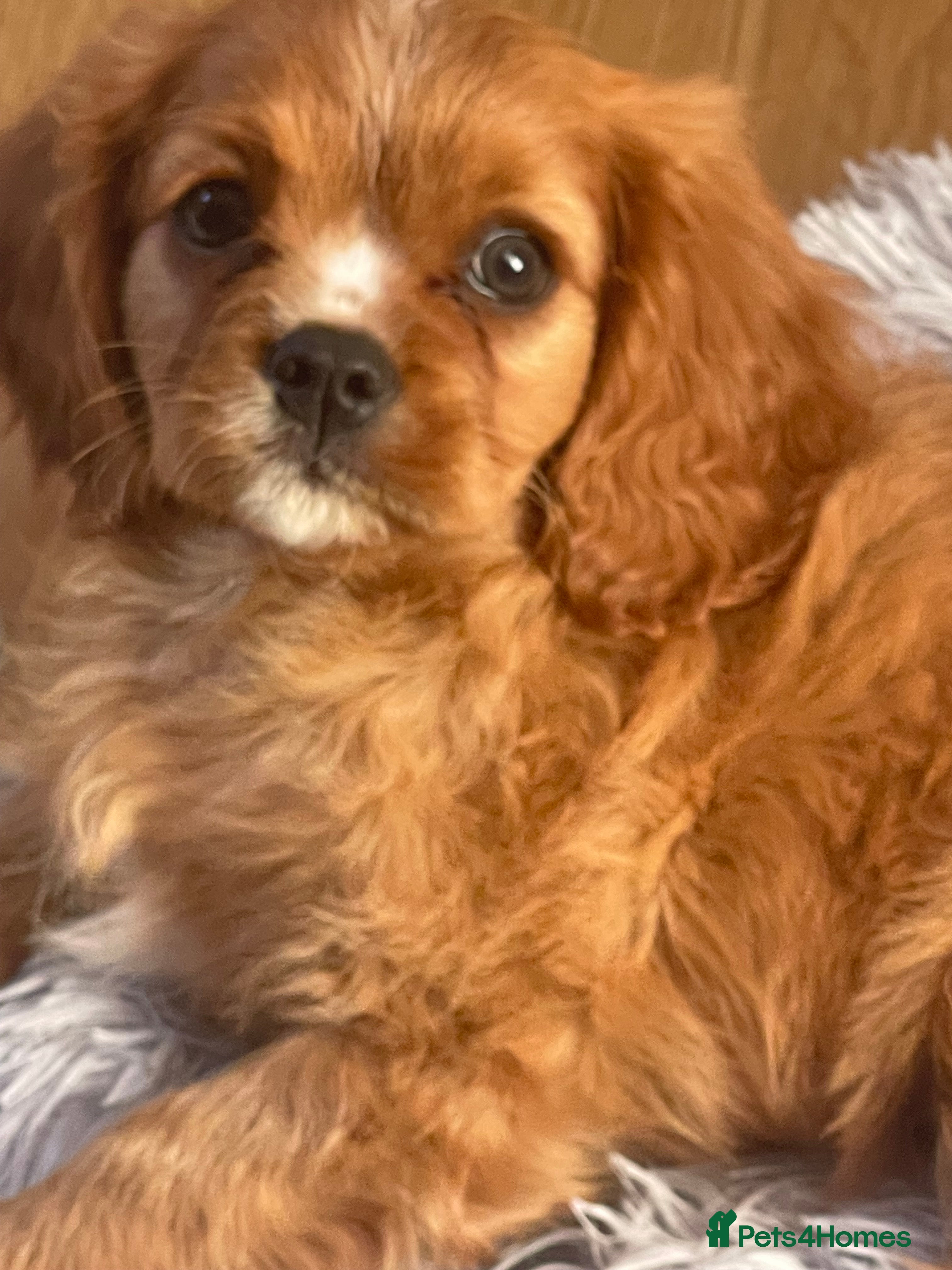 Cavalier King Charles Spaniel dogs Ready to leave Cavalier King Charles spaniels - Advert 5