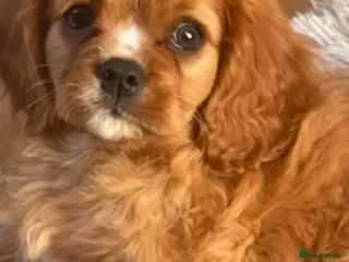 Cavalier King Charles Spaniel dogs Ready to leave Cavalier King Charles spaniels - Advert 5