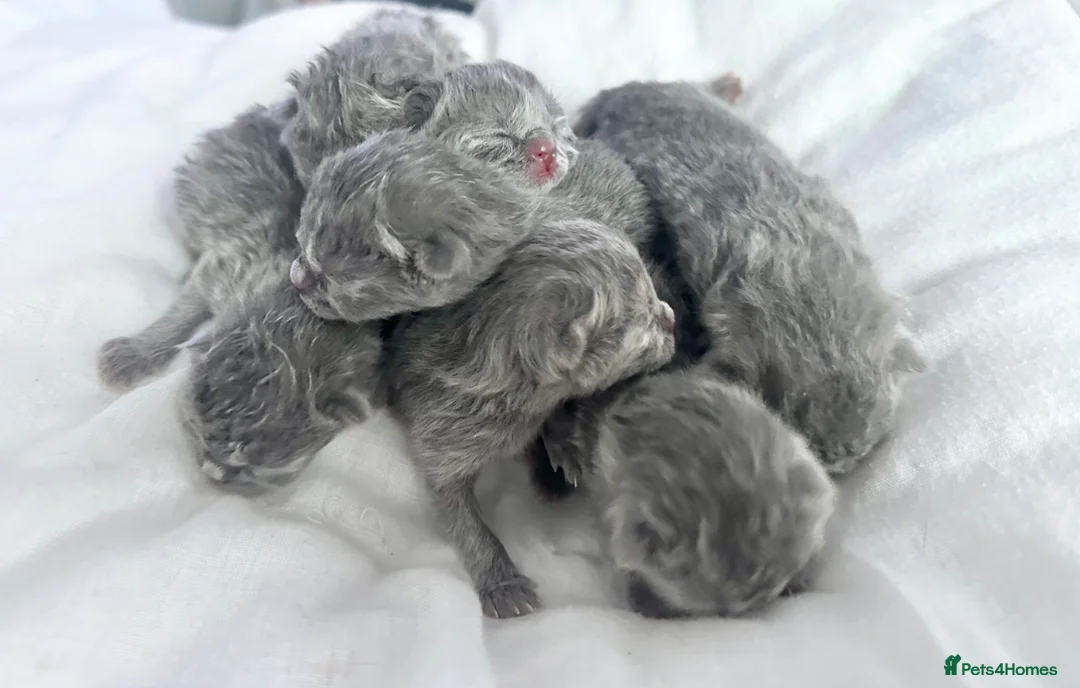 British Shorthair cats for sale: BRITISH SHORTHAIR KITTENS  - Advert 9