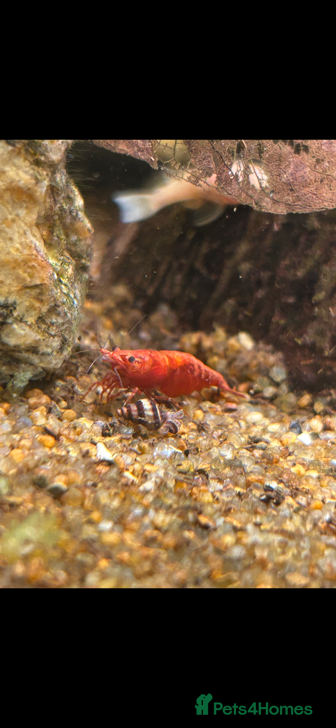 Shrimps fish Cherry shrimp  - Advert 1