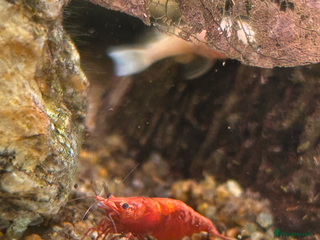 Shrimps fish Cherry shrimp - Advert 1