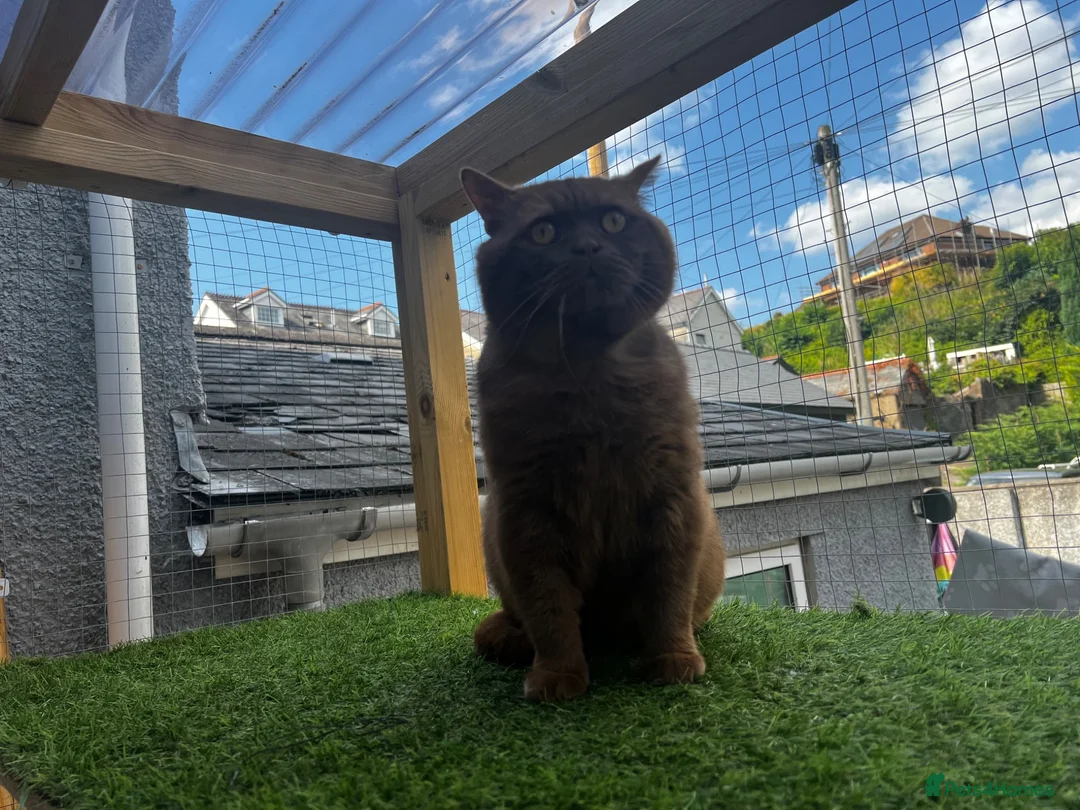 British Shorthair cats for stud: Active champion cinnamon stud - Advert 2