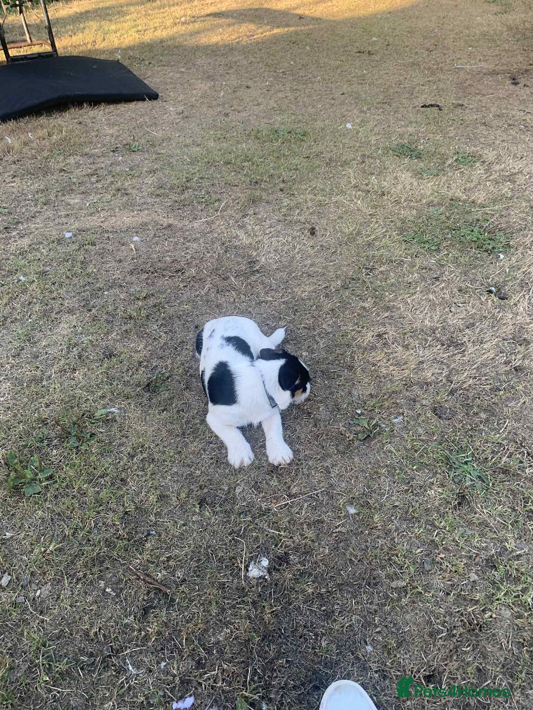 Jack Russell dogs for sale: 6 month old Jack Russel Bitch - Image 4