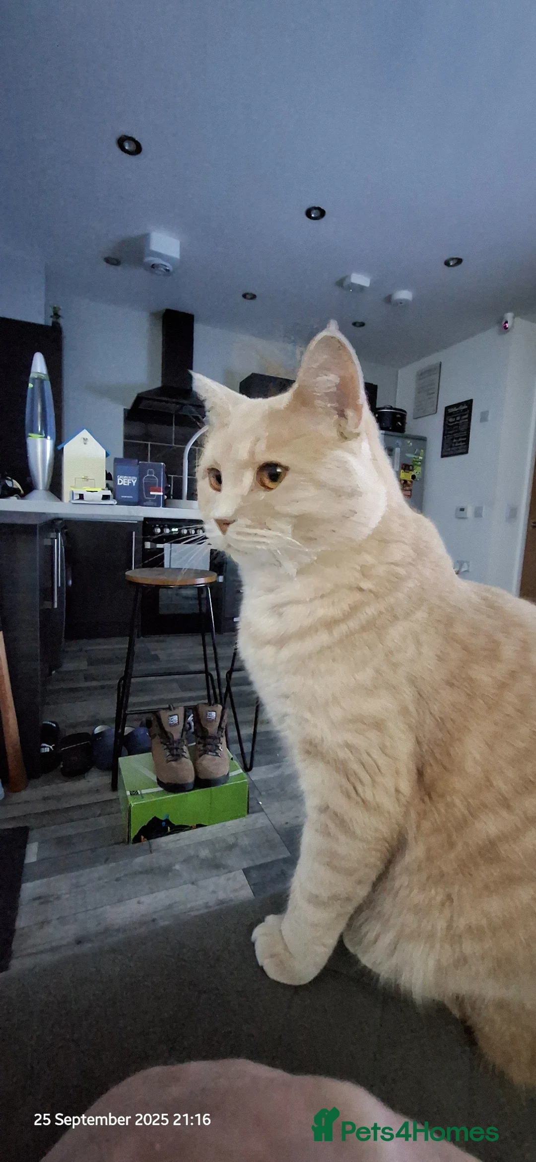 Mixed Breed cats for sale: Cream And Ginger Cat - Advert 1