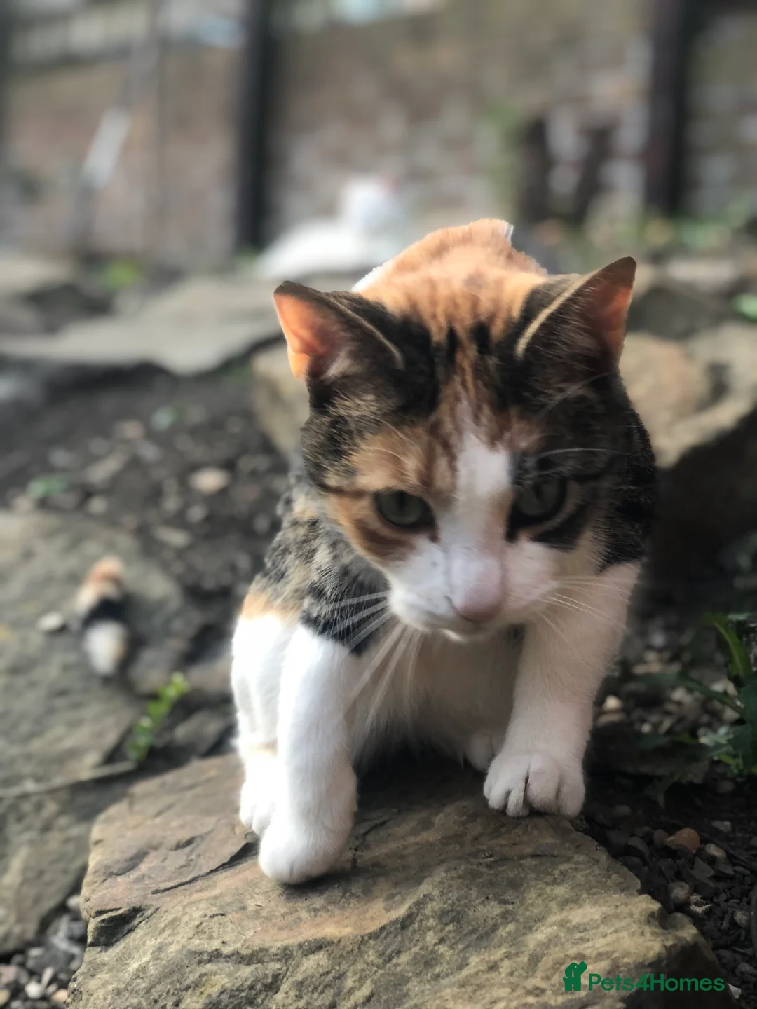 British Shorthair cats for sale: Cute cat - Advert 12