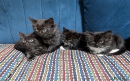Ragdoll cats for sale: Ragdoll X ready to go! - Image 2