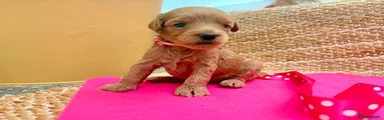 Labradoodle 3