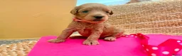 Labradoodle dogs for sale: Beautiful Labradoodle Puppies — 2 Boys, 2 Girls in Bury Saint Edmunds - Advert 3