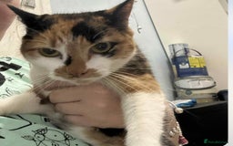 Mixed Breed cats for sale: Two girls sisters  - Image 1