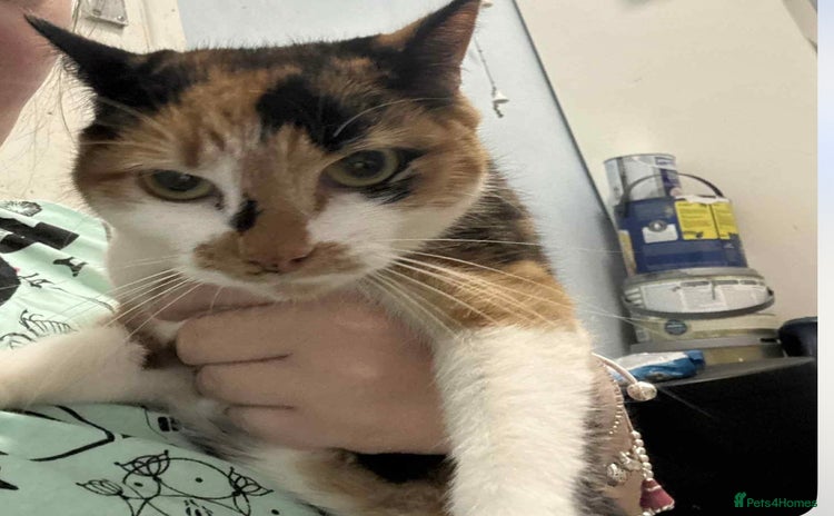 Mixed Breed cats - Advert 5