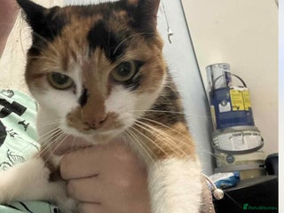 Mixed Breed cats - Advert 23