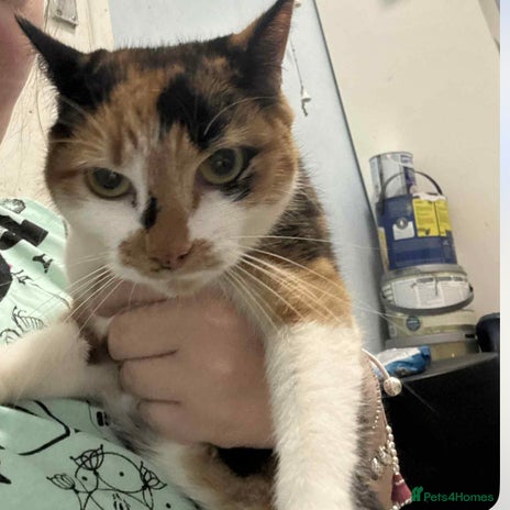 Mixed Breed cats - Advert 16