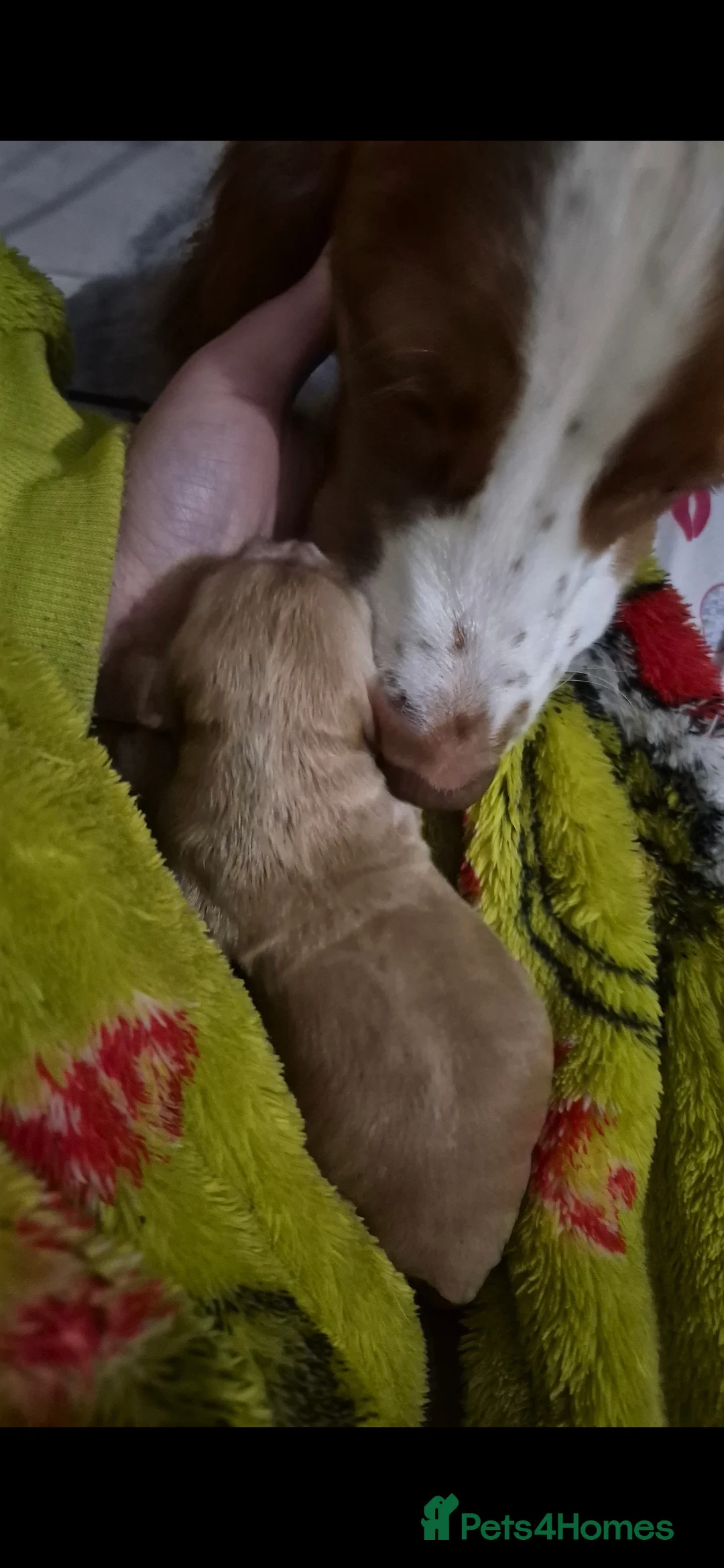 Cocker Spaniel dogs for sale: Stunning cocker Spaniel puppies  in Sunderland - Advert 2