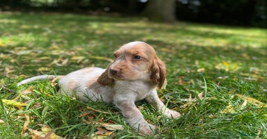Cocker Spaniel dogs - Advert 12