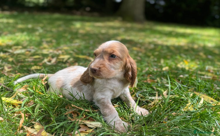 Cocker Spaniel dogs - Advert 4