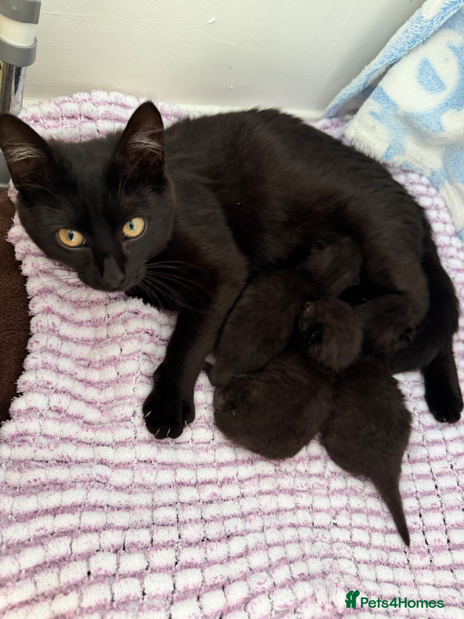 Mixed Breed cats Three black kittens for sale, possibly half BSH - Advert 1