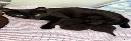 Mixed Breed cats for sale: Three black kittens for sale, possibly half BSH in Welshpool - Advert 1