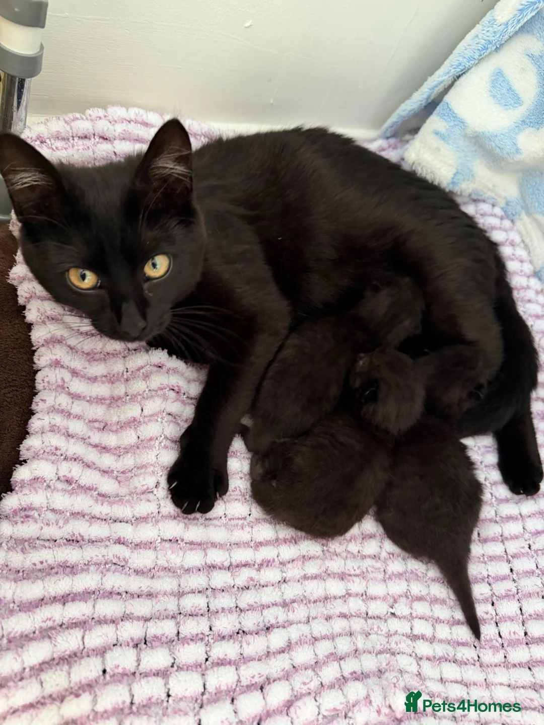 Mixed Breed cats for sale: Three black kittens for sale, possibly half BSH in Welshpool - Advert 1
