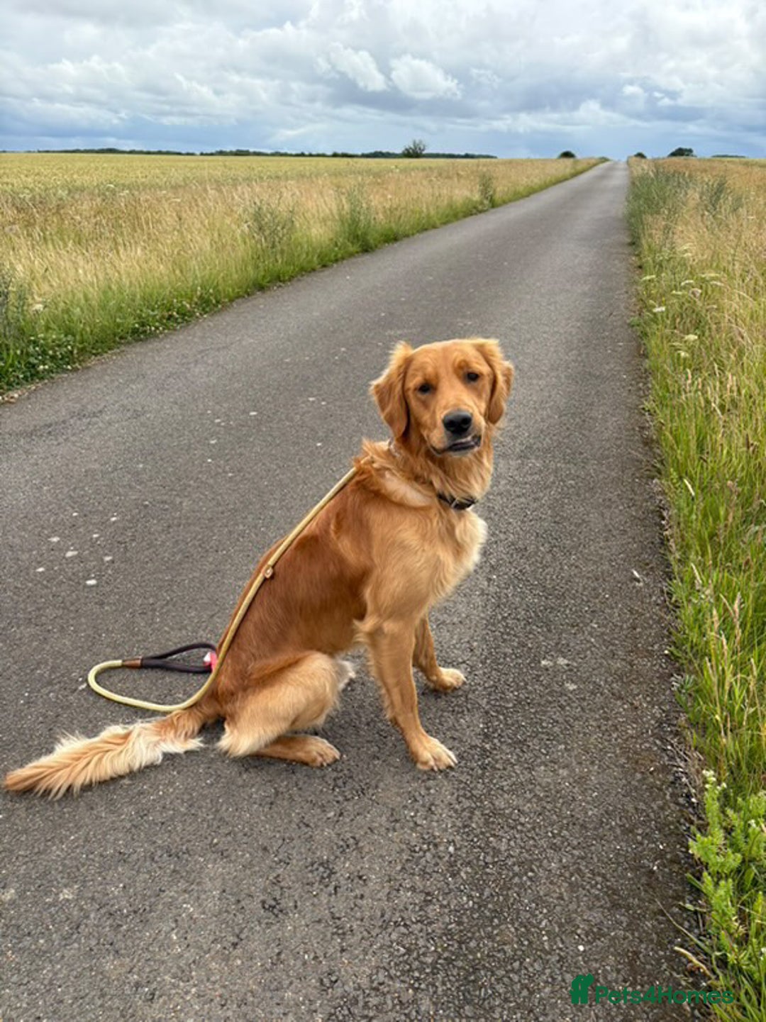 Golden Retriever dogs for sale: Gorgeous Golden Retriever Male  - Image 4